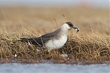 Parasitic Jaeger