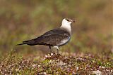 Parasitic Jaeger