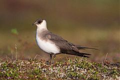 Parasitic Jaeger