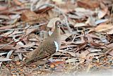 Partridge Pigeonborder=