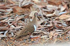 Partridge Pigeon