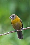 Scarlet-rumped Tanagerborder=