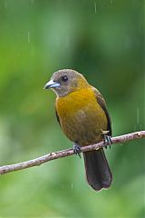 Scarlet-rumped Tanager