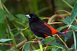 Scarlet-rumped Tanagerborder=