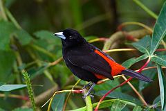 Scarlet-rumped Tanager