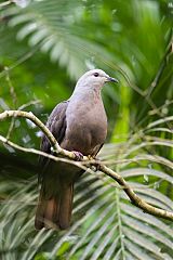 Barking Imperial-Pigeon