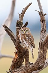 Pearl-spotted Owlet