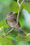 Pearly-eyed Thrasher