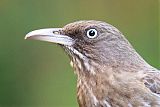 Pearly-eyed Thrasherborder=