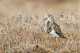 Pectoral Sandpiper