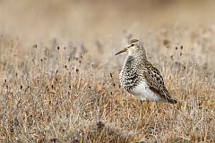 Pectoral Sandpiper