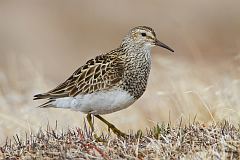 Pectoral Sandpiper