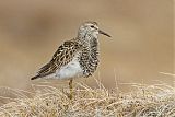 Pectoral Sandpiper