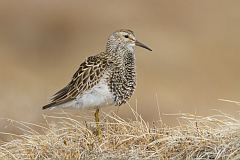 Pectoral Sandpiper