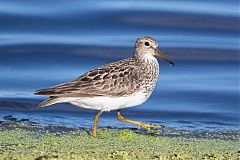 Pectoral Sandpiper