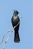 Phainopeplaborder=