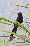 Pheasant Coucal