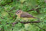 Philadelphia Vireo