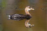 Pied-billed Grebe