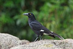 Pied Currawong