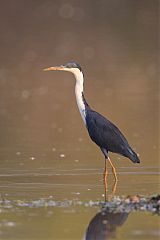 Pied Heron