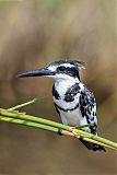 Pied Kingfisher