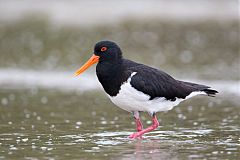 Pied Oystercatcher