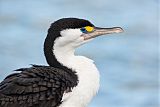 Pied Cormorantborder=