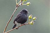 Pied Bushchat