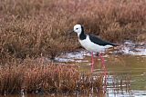 Pied Stilt