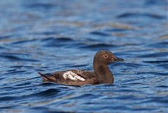 Pigeon Guillemot
