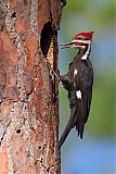 Pileated Woodpecker