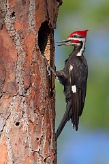 Pileated Woodpecker