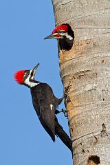 Pileated Woodpecker