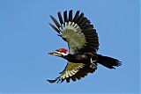 Pileated Woodpecker