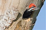 Pileated Woodpecker