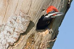 Pileated Woodpecker