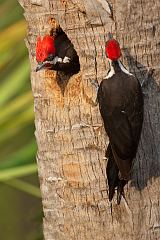 Pileated Woodpecker