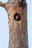 Pileated Woodpeckerborder=