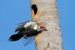 Pileated Woodpecker