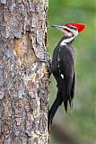 Pileated Woodpecker