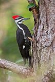 Pileated Woodpecker