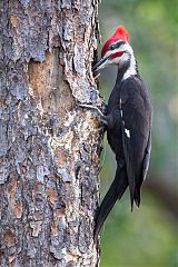 Pileated Woodpecker