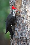 Pileated Woodpecker