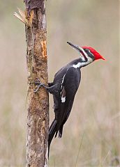 Pileated Woodpecker