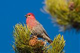 Pine Grosbeakborder=