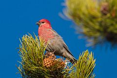 Pine Grosbeak