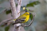 Pine Warbler