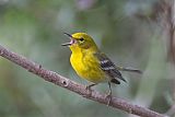 Pine Warbler