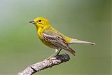 Pine Warbler